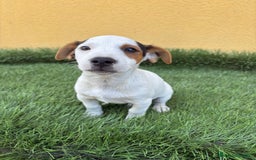 Yorkshire Terrier perros en venta: milcachorros.es disponemos casi todas las razas  - Imagen 5