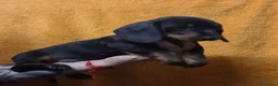 Teckel perros en venta: Teckel - Anuncio 8