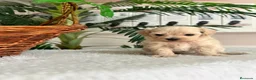 Maltipoo perros en venta: MALTIPOO MACHO - LINEA COREANA - Anuncio 10