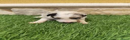 Border Collie perros en venta: Hembra Border collie Tri blue choco - Anuncio 10