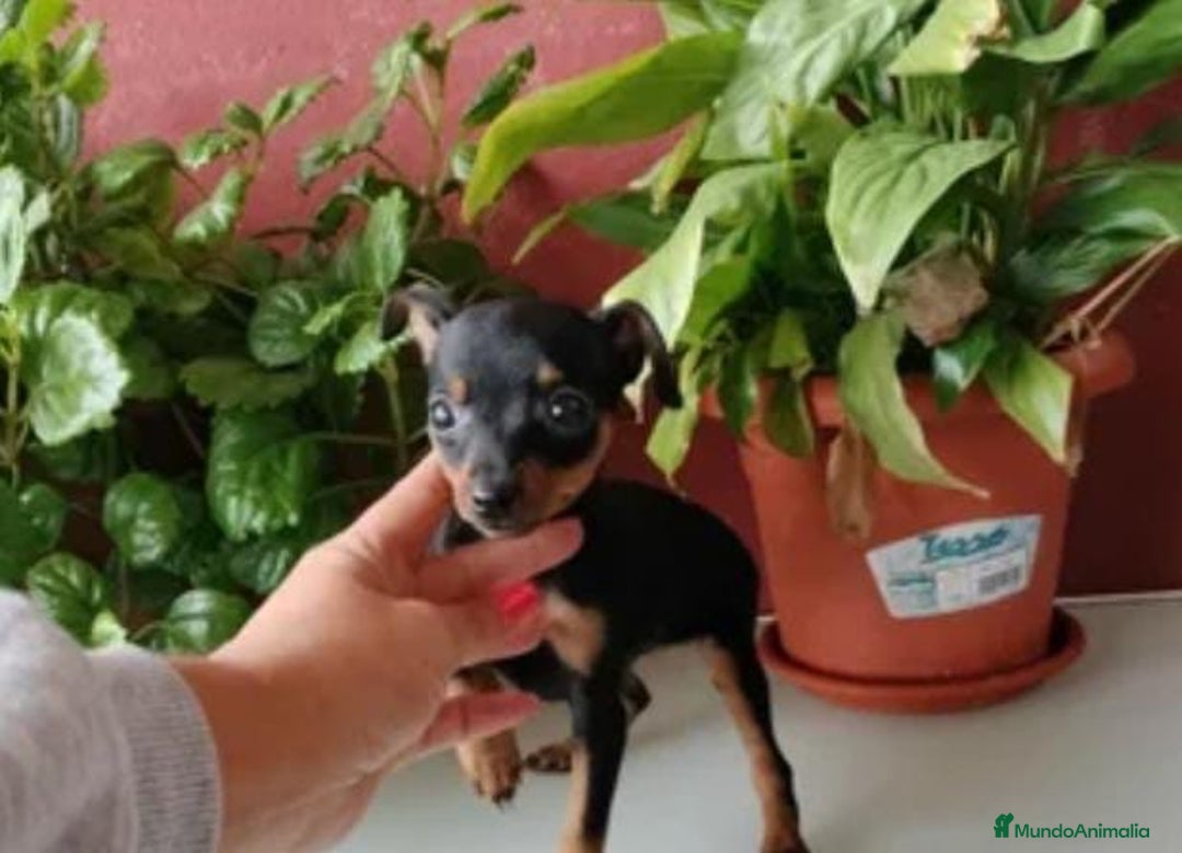 Pinscher Miniatura perros en venta: Pinscher miniatura - Anuncio 1