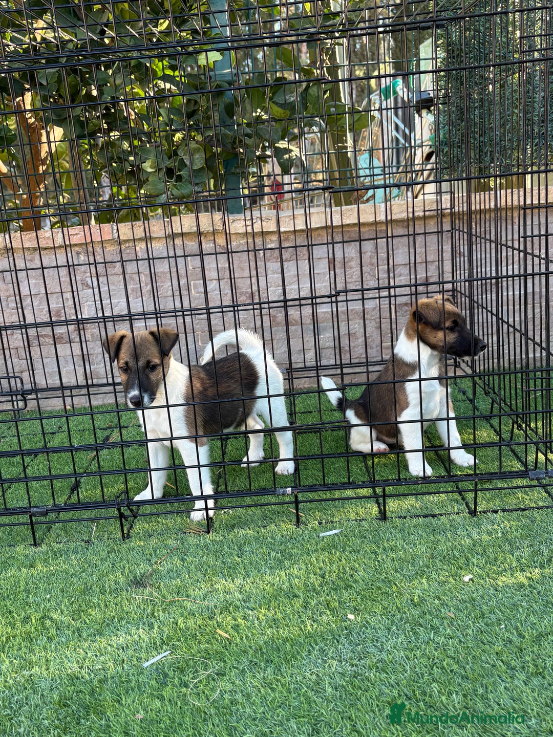 Fox Terrier de Pelo Liso perros en venta: Disponible cachorros fox terrier pelo liso - Anuncio 3