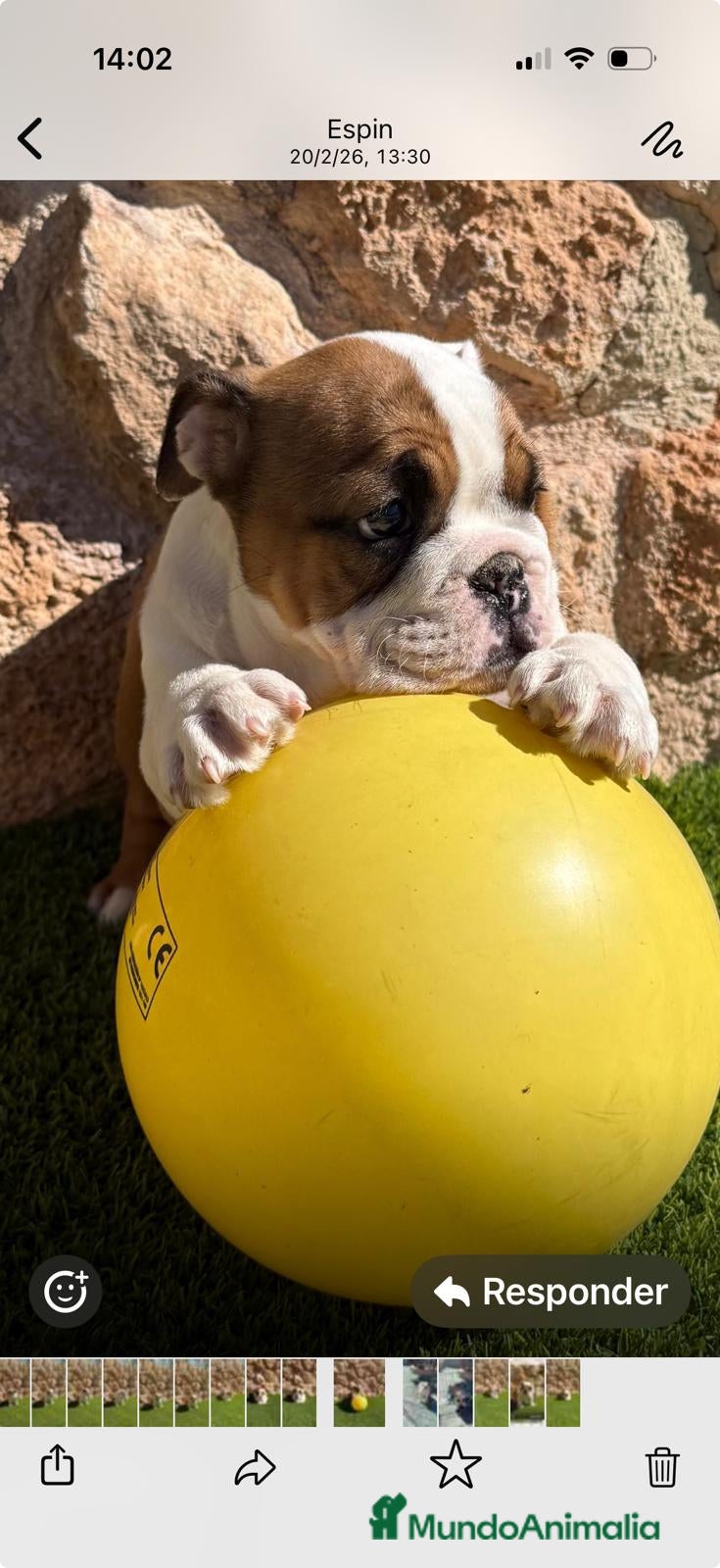 Bulldog Inglés perros Bulldog ingles - Anuncio 1