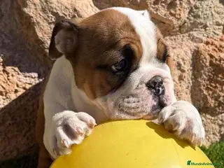 Bulldog Inglés perros Bulldog ingles - Anuncio 1