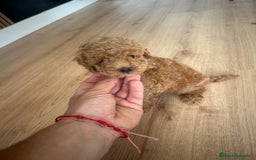 Raza Mixta perros en venta: caniche  - Imagen 7