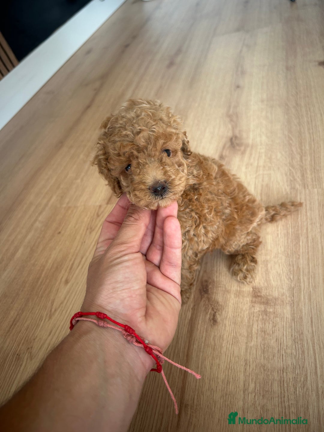 Raza Mixta perros en venta: caniche  - Imagen 7