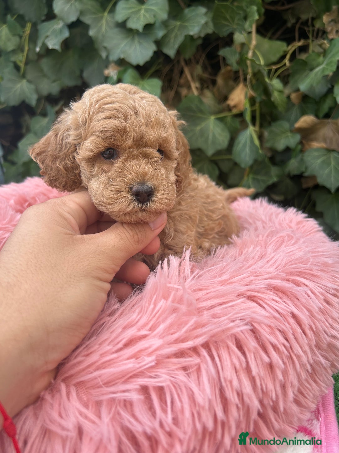 Caniche Toy perros en venta: caniche  - Imagen 4