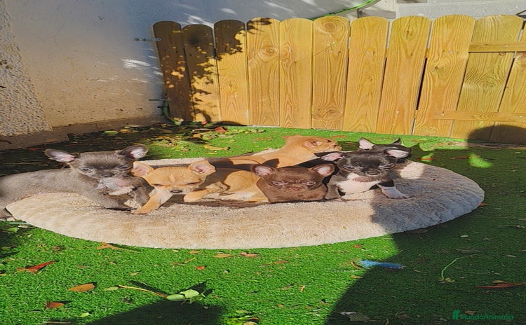 Chihuahua perros Chihuahuas Toy  - Anuncio 2