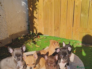 Chihuahua perros Chihuahuas Toy - Anuncio 2