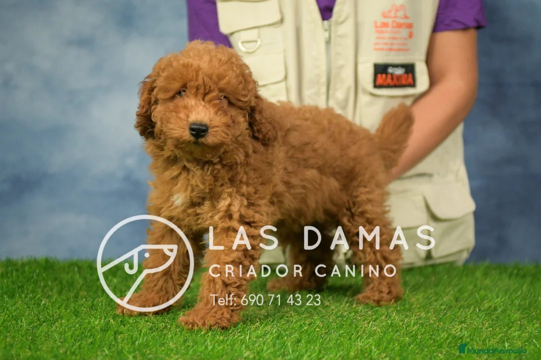 Caniche Enano perros en venta: Caniche Enano - Anuncio 2