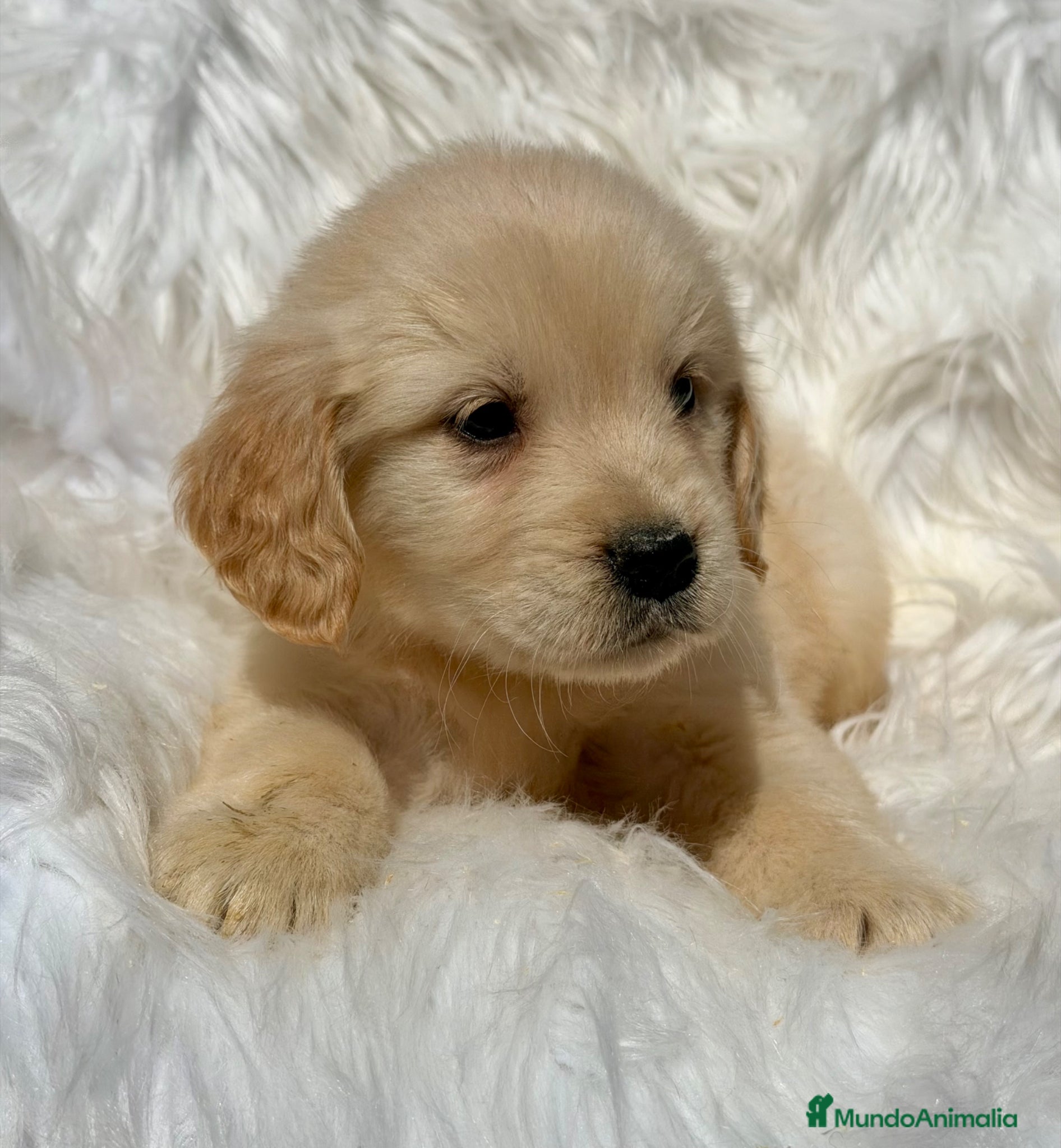 Golden Retriever perros GOLDEN RETRIEVER IMPRESIONANTES - Anuncio 1