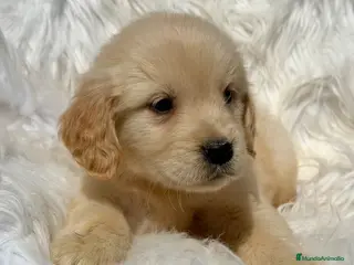 Golden Retriever perros GOLDEN RETRIEVER IMPRESIONANTES - Anuncio 1