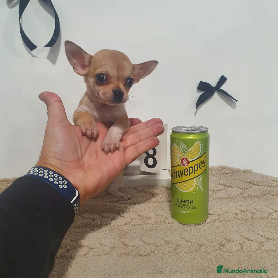 Chihuahua perros en venta: Chihuahua miniatura  - Anuncio 1