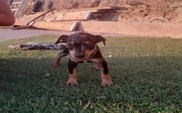 Pinscher Miniatura perros en venta: MINI PINCHER  - Imagen 11
