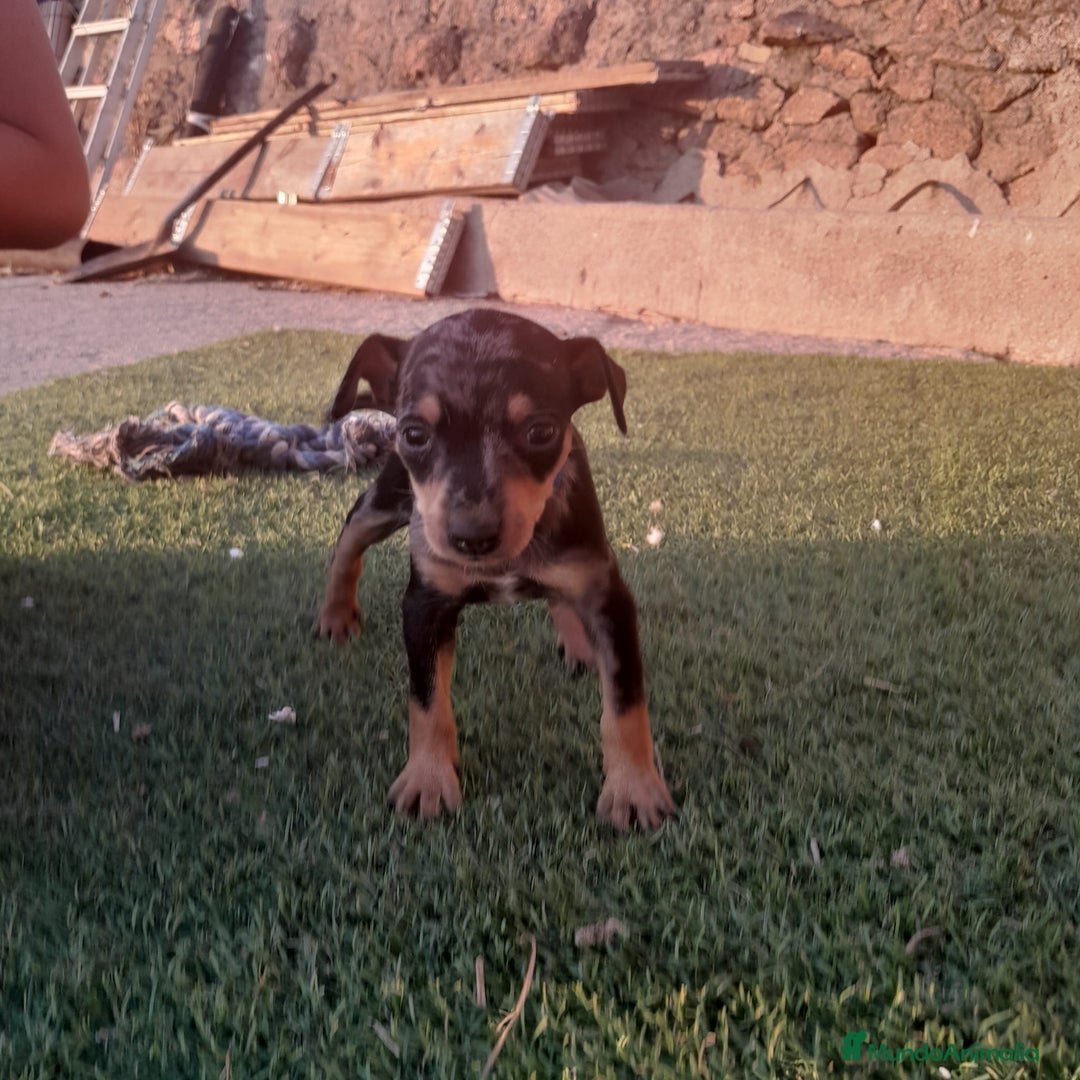 Pinscher Miniatura perros en venta: MINI PINCHER  - Imagen 11