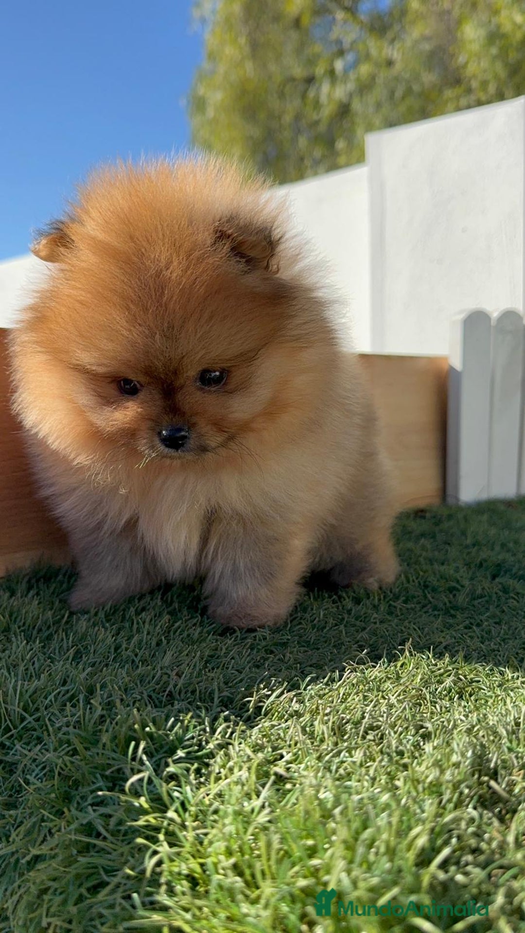Pomerania perros en venta: POMERANIA HEMBRA CARA DE OSO - Anuncio 13
