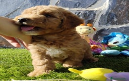 Caniche Toy perros en venta: Caniches apricot  - Imagen 4