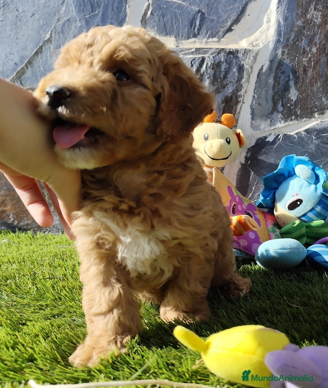 Caniche Toy perros en venta: Caniches apricot  - Imagen 4