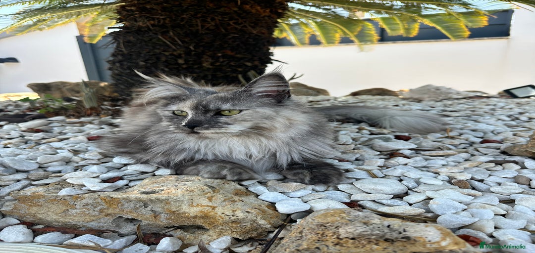 Imagen de galería {{count}}