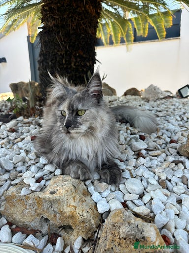 Imagen de galería {{count}}