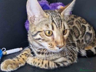 Bengalí gatos Bengali Hembra 1730 AQUANATURA - Anuncio 3