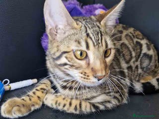 Bengalí gatos Bengali Hembra 1730 AQUANATURA - Anuncio 26