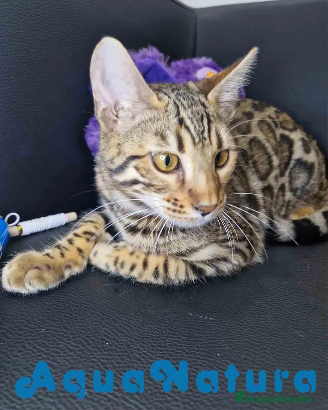 Bengalí gatos en venta: Bengali Hembra 1730 AQUANATURA - Anuncio 1