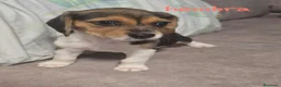 Beagle perros en venta: Beagle tricolores - Anuncio 6