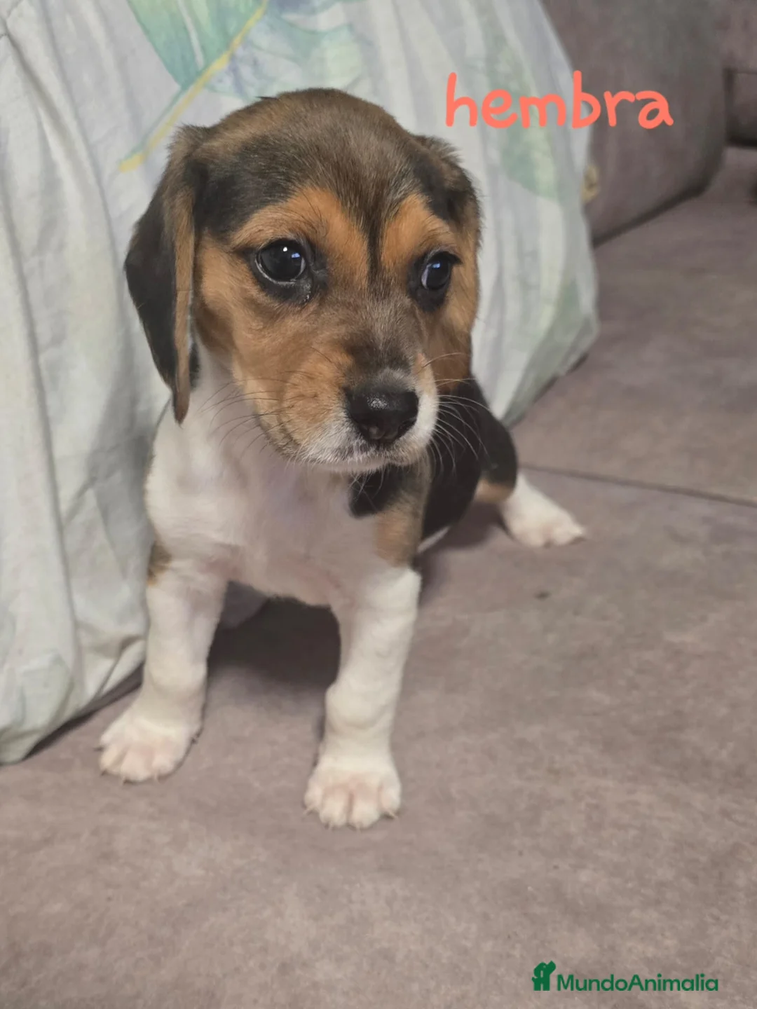 Beagle perros en venta: Beagle tricolores - Anuncio 6