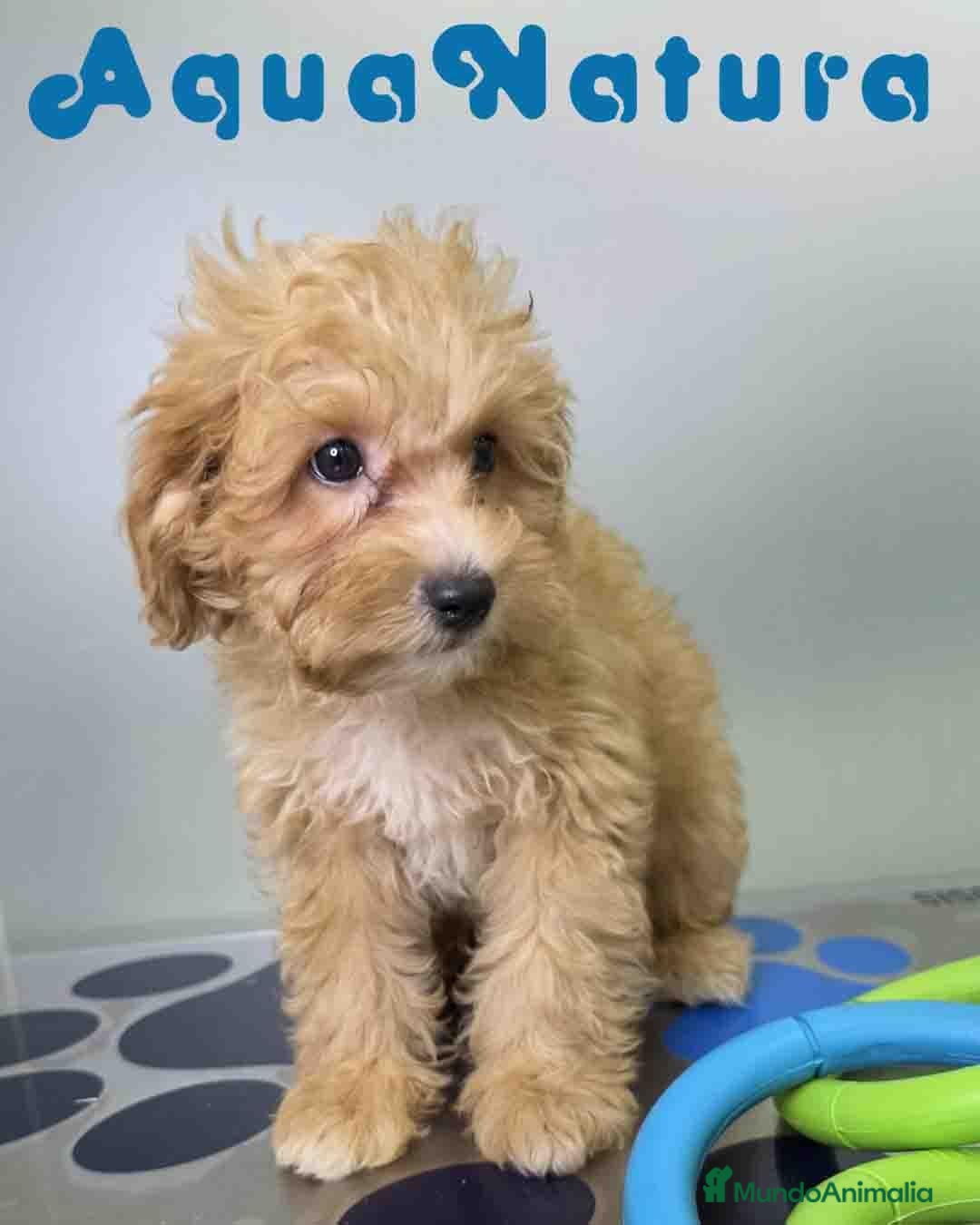 Havapoo perros en venta: Havapoo Macho de Haya y Can 6756 AQUANATURA - Anuncio 2