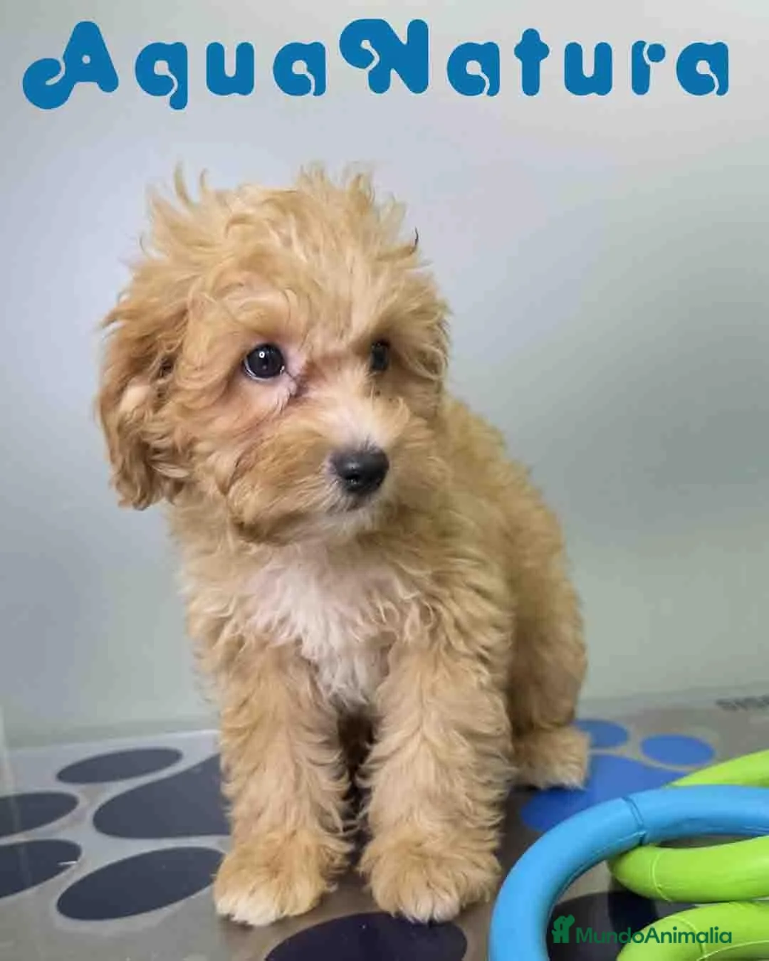Havapoo perros en venta: Havapoo Macho de Haya y Can 6756 AQUANATURA - Anuncio 1