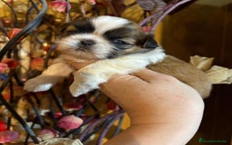 Shih Tzu perros en venta: Shih tzu se admiten reservas - Imagen 8