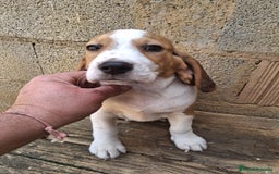 Beagle perros en venta: Beagle  - Anuncio 2