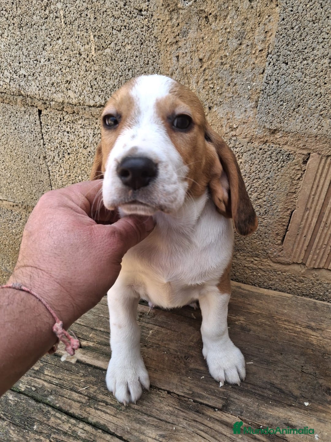 Beagle perros en venta: Beagle  - Anuncio 2
