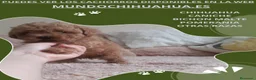 Caniche Toy perros en venta: IMPRESIONANTES CANICHES LINEA TOY  - Anuncio 15