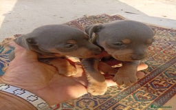 Pinscher Miniatura perros en venta: Pinscher miniatura blue - Imagen 1