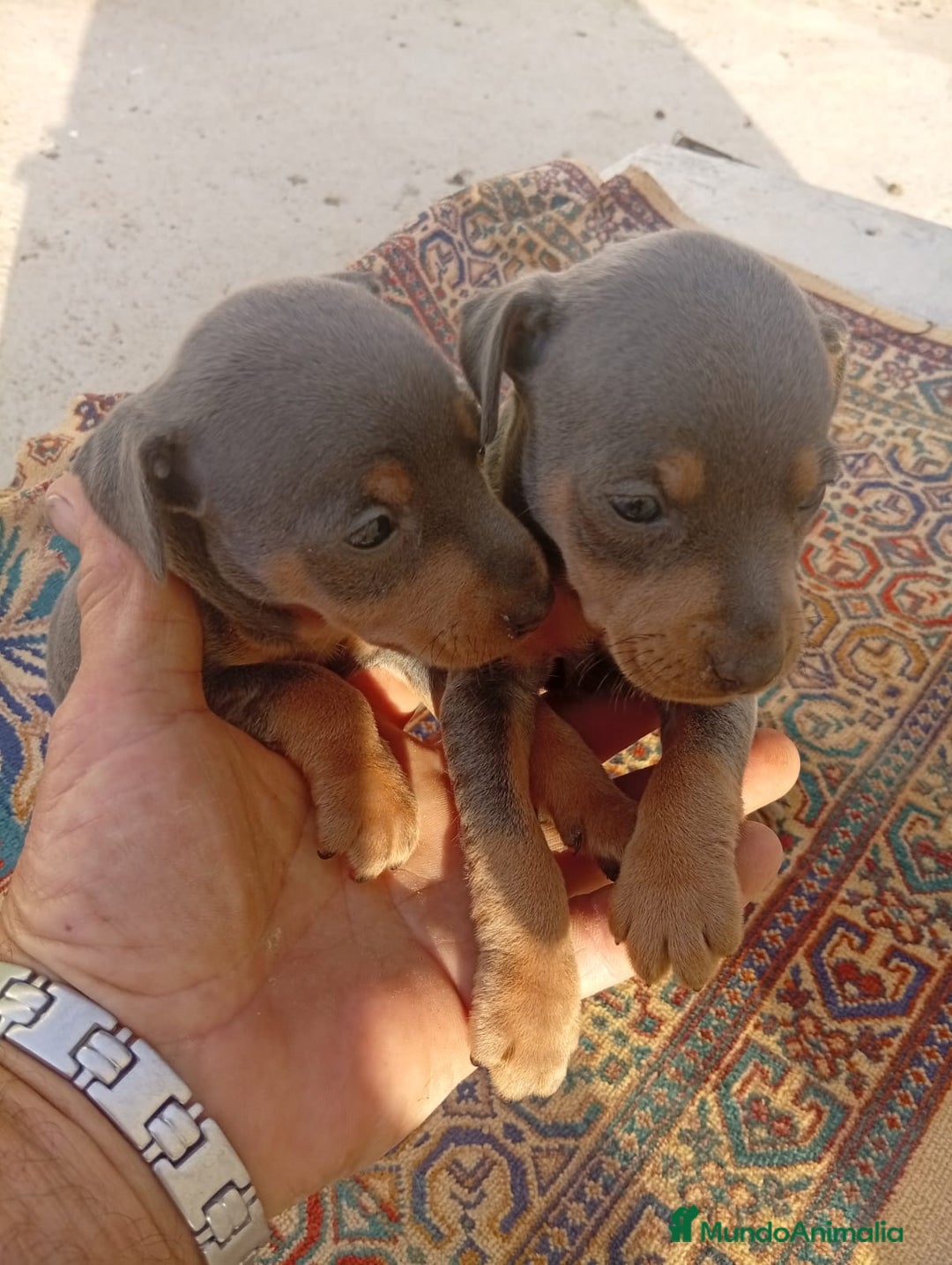 Pinscher Miniatura perros en venta: Pinscher miniatura blue - Imagen 1