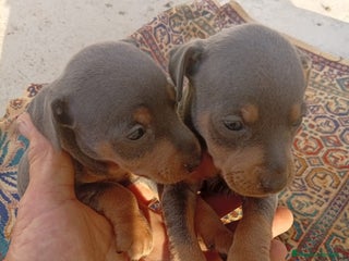 Pinscher Miniatura perros - Anuncio 2