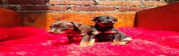 Pinscher Miniatura perros en venta: PINSCHER MINIATURA // ASTÚRIAS !! - Anuncio 3
