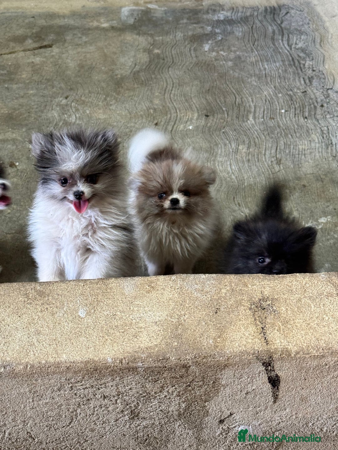 Pomerania perros en venta: Cachorros de pomerania toy - Imagen 1