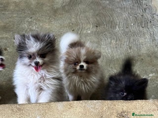 Pomerania perros - Anuncio 37
