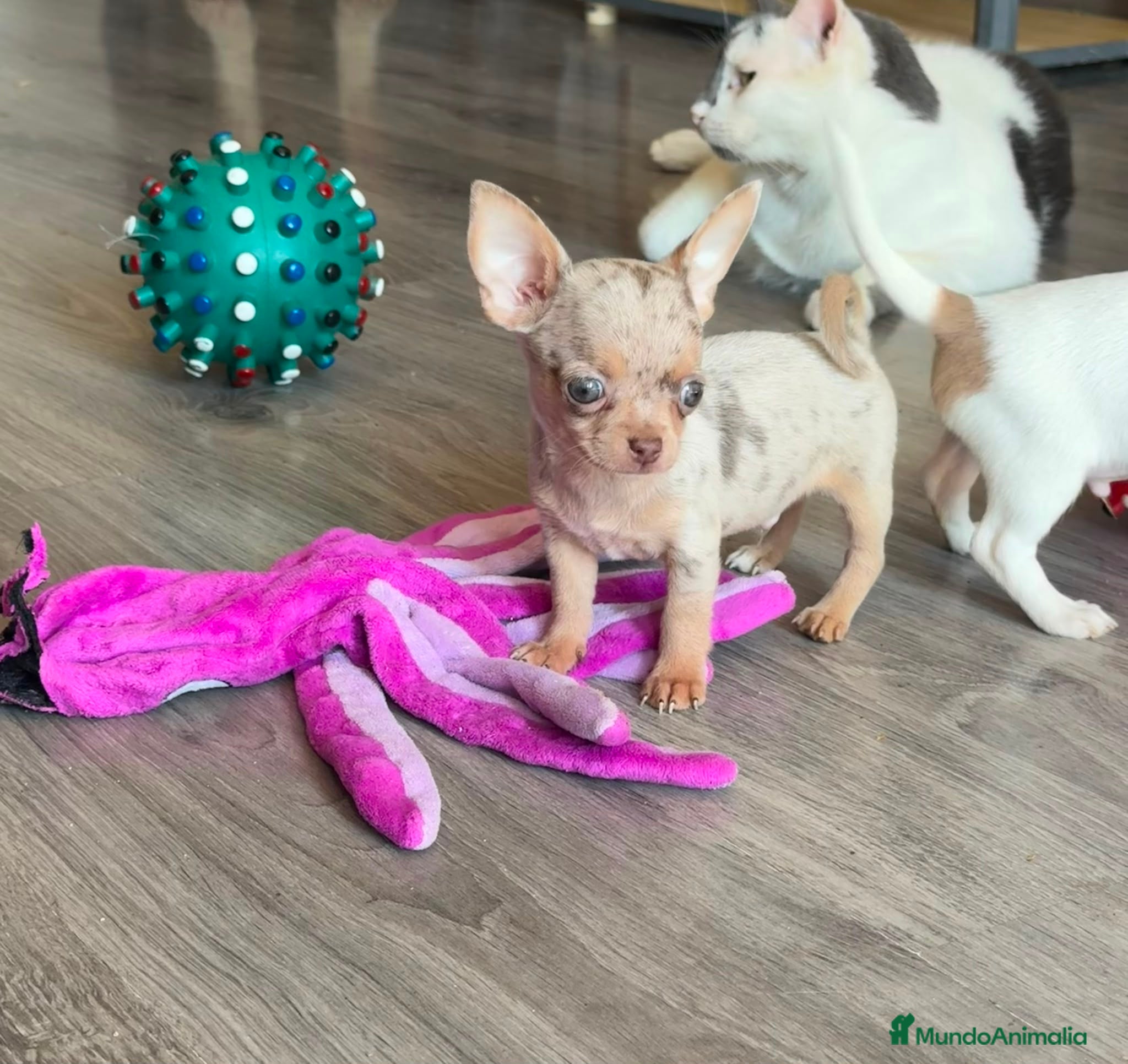 Chihuahua perros Chihuahuas merles exoticos - Anuncio 16