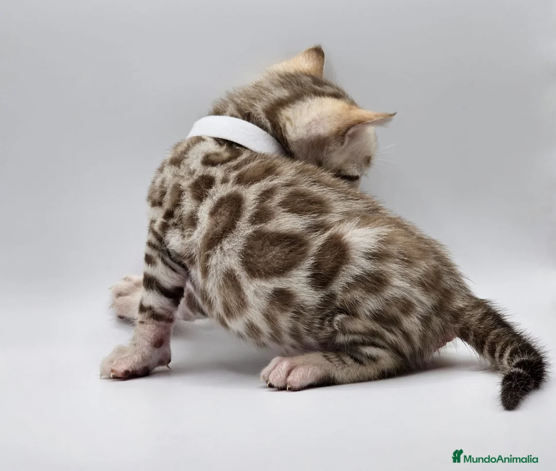 Bengalí gatos en venta: BENGALI HEMBRA SNOWN en Madrid - Anuncio 3