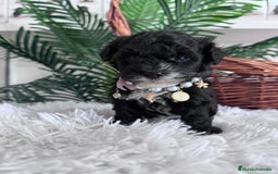 Caniche Toy perros en venta: CANICHE TOY HEMBRA - Anuncio 5