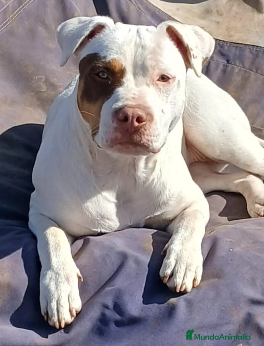 American Staffordshire-Terrier perros en venta: American stanfford terrier - Anuncio 1