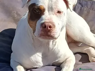 American Staffordshire-Terrier perros American stanfford terrier - Anuncio 2