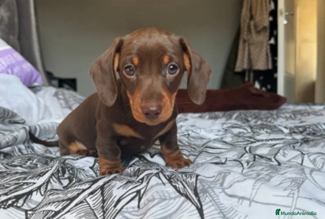 Teckel Miniatura perros en venta: Teckel Kanichen  - Anuncio 3