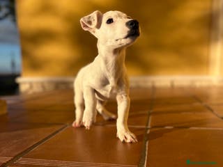 Jack Russell Terrier perros Cachorro macho de Jack Russell - Anuncio 21