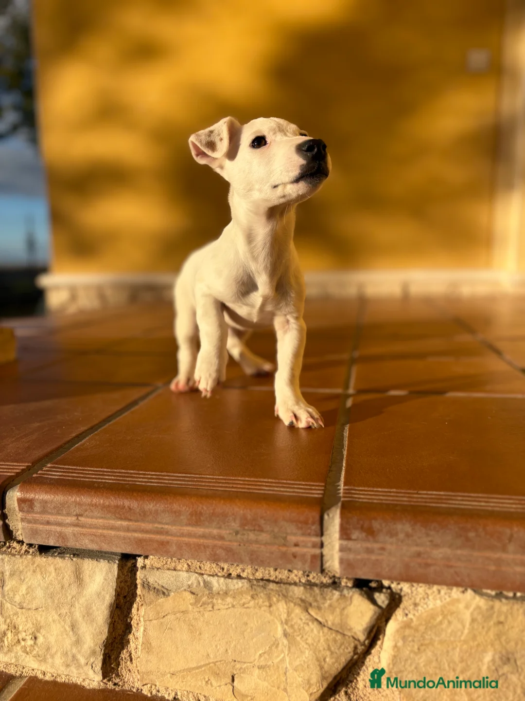 Jack Russell Terrier perros en venta: Cachorro macho de Jack Russell  - Anuncio 1