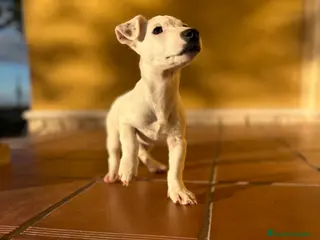 Jack Russell Terrier perros Cachorro macho de Jack Russell - Anuncio 9
